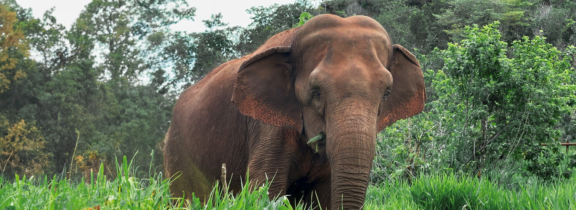 Santuário de Elefantes Brasil: liberdade e cuidado para espécie ameaçada de extinção