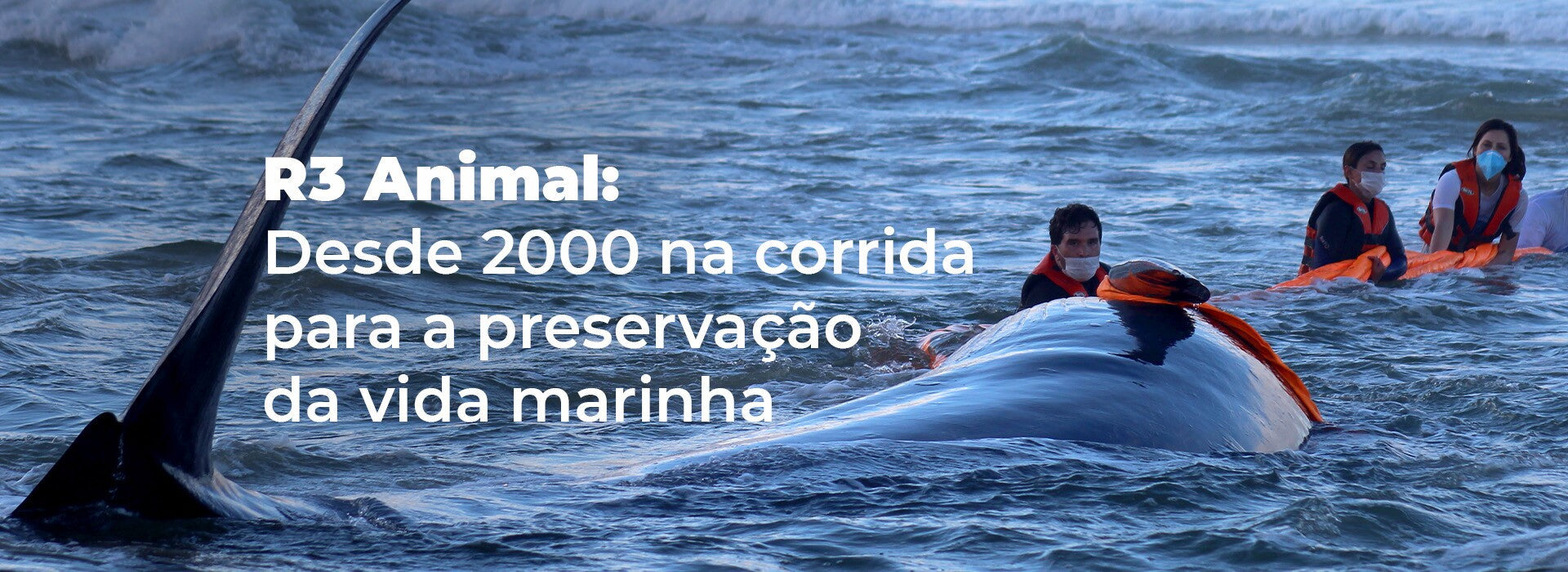 R3 Animal: desde 2000 na corrida para a preservação da vida marinha