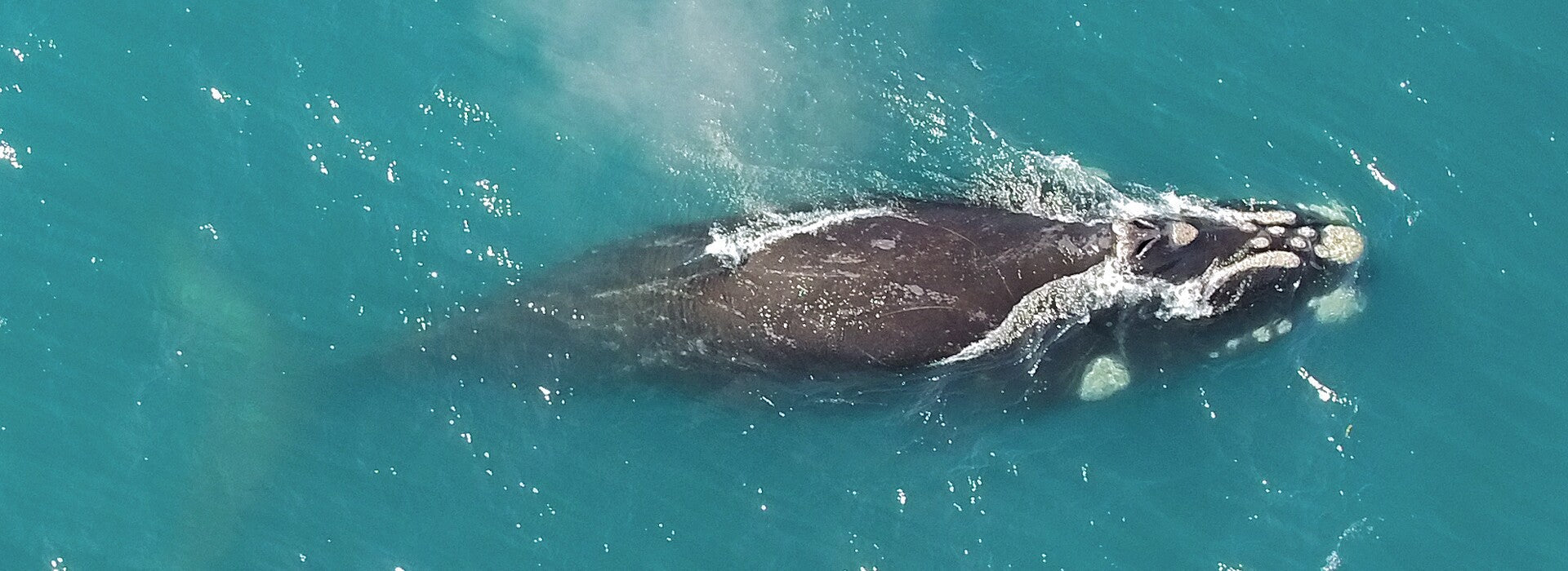 Mova-se pelo o que é raro